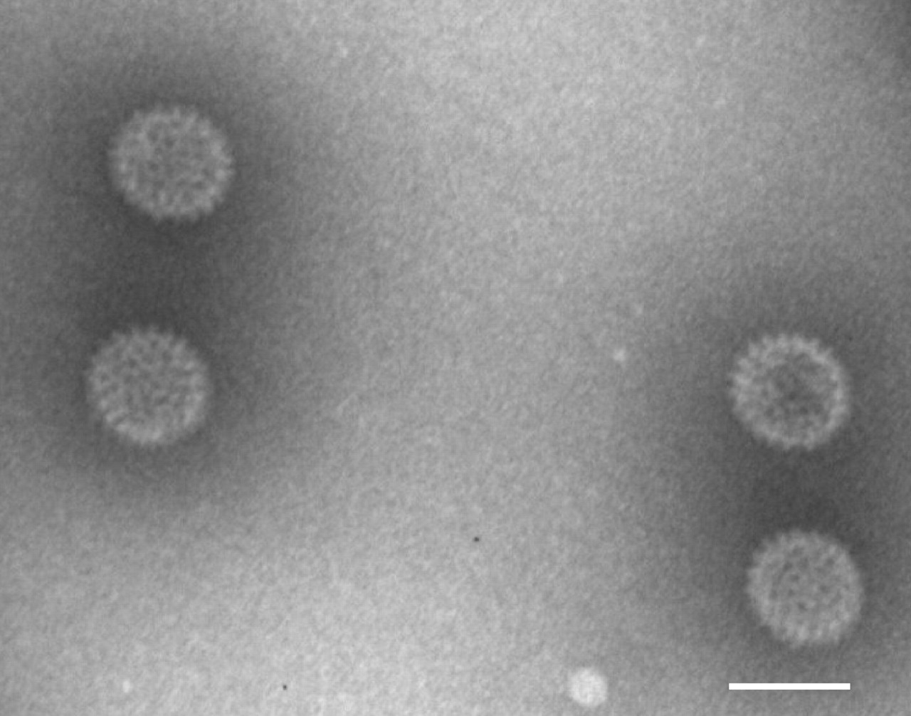 Yunnan orbivirus infection